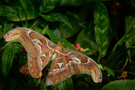 最大的蝴蝶图片