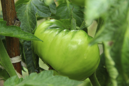 布什的绿色番茄花园里