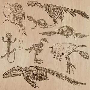freehands骨头和头骨的不同的动物-freehands复古复古复古风格雕刻