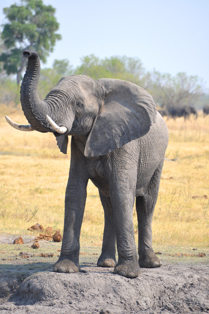 非洲大象附近maune