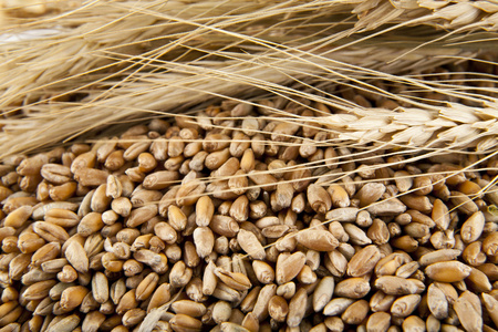 金色的小麦粒照片