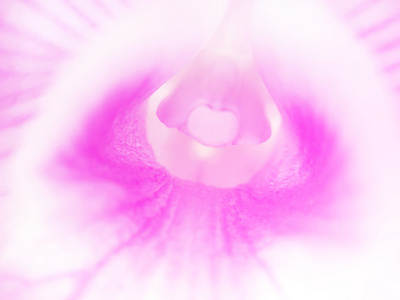 彩色过滤器制作的粉红色兰花
