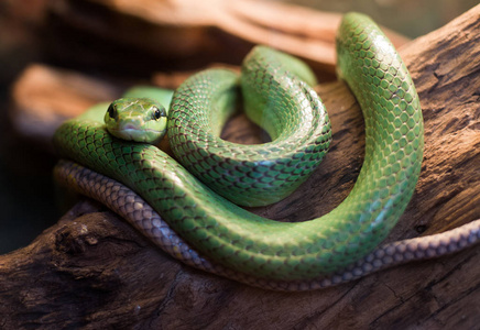 红尾的鼠蛇 gonyosoma oxycephalum，关闭了