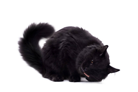 在白色的黑色缅因库恩猫照片