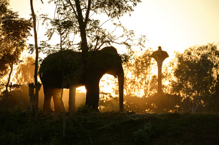 大象和早上的那棵大树中间自然风光