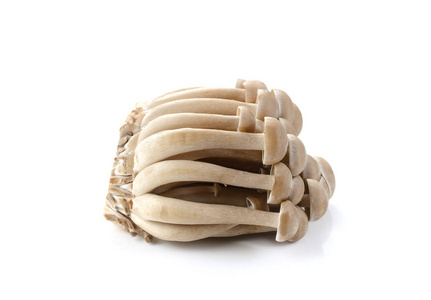 棕色山毛榉蘑菇上白色隔离