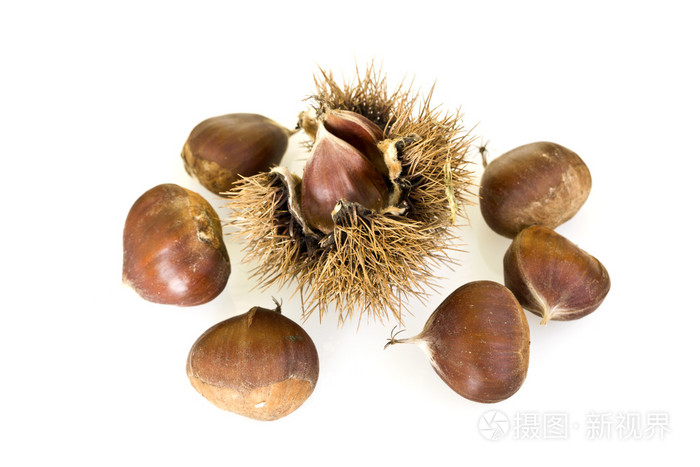 板栗壳斗