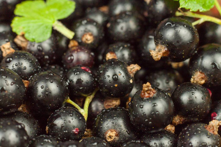 水果黑醋栗图片