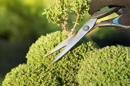 专业园丁修剪针叶树照片