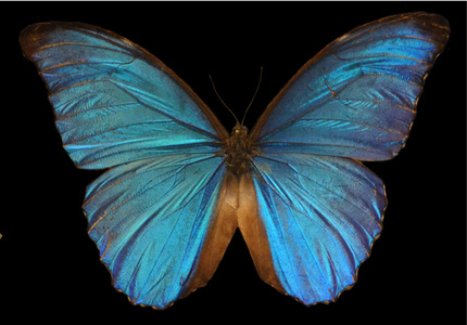 在黑色背景上的蓝色蝶