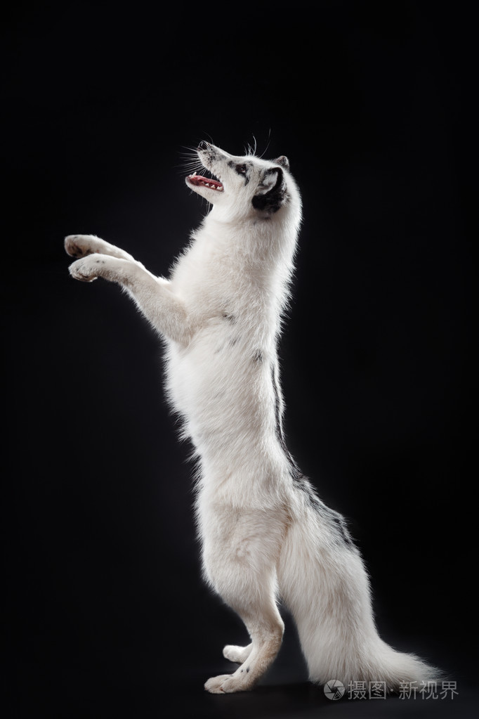 北极狐狸,狐狸蓝狐