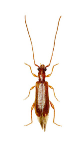 棕色长角甲虫，白色背景，浅褐色