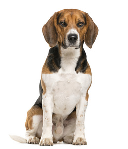 坐在白色背景前的小猎犬低头看着他的狗食盆,伊索的小猎犬小狗前面观