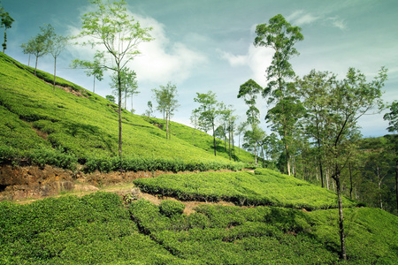 美丽茶种植园景观