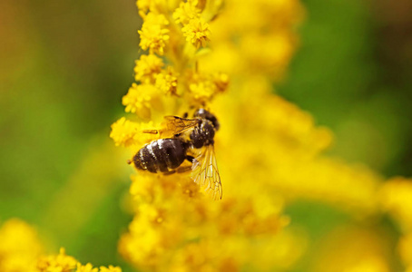 蜜蜂在夏天黄花上图片