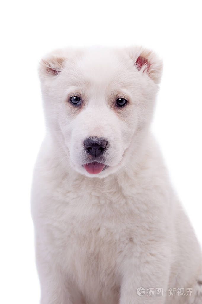 白色的中亚牧羊犬的画像