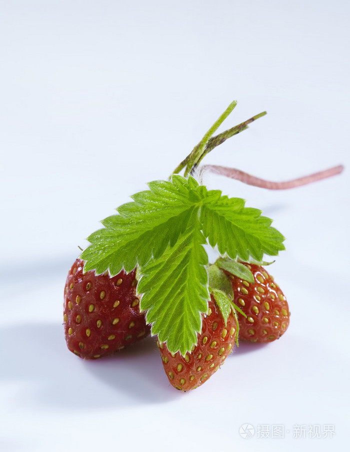 新鲜草莓的绿色叶子孤立