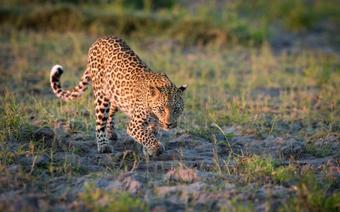 非洲豹围捕纳米比亚埃托沙