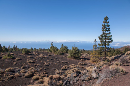 泰德特内里费岛穿得嫩黄嫩黄的火山景观