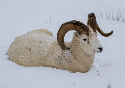 秋天吃浆果的大角羊制卡野羊 ram 全卷角圈复古全卷毛野羊 ram 在