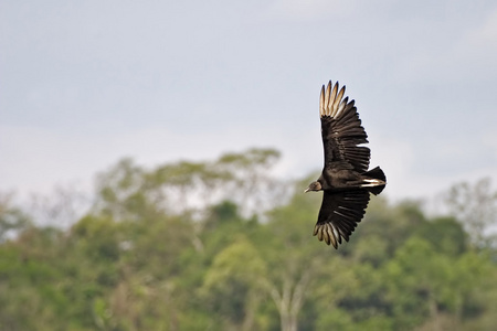 黑美洲鹫在热带森林上空飞行