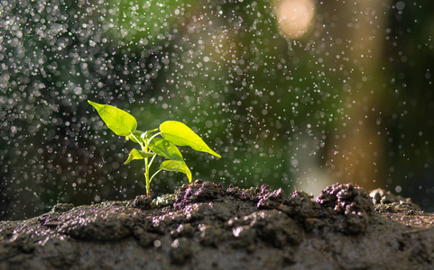 植物在肥沃的土壤图片