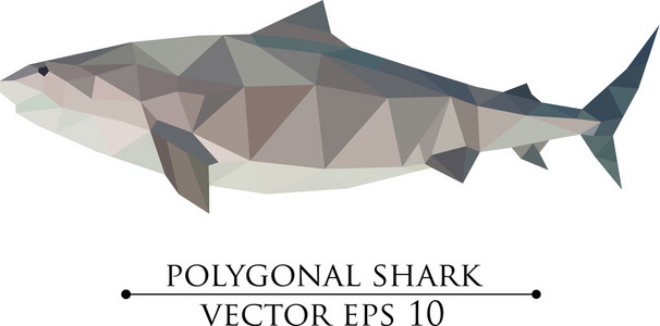 多边形几何低聚矢量大鲨鱼矢量图照片