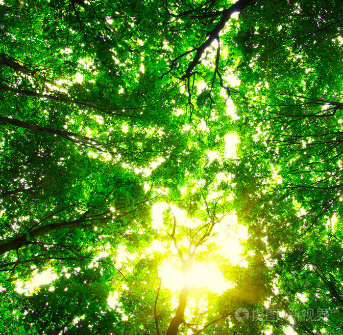 dengr02naskogen绿色森林