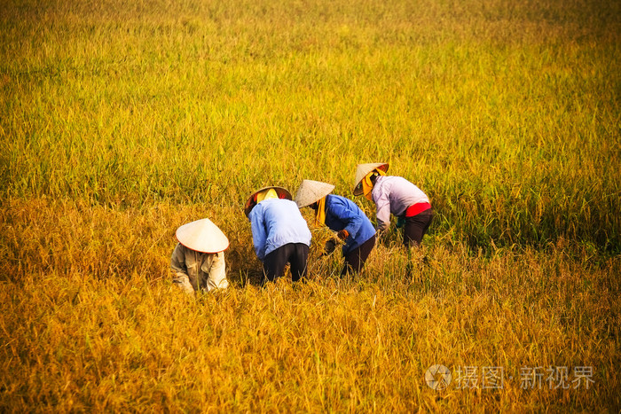 越南农民收割水稻有场