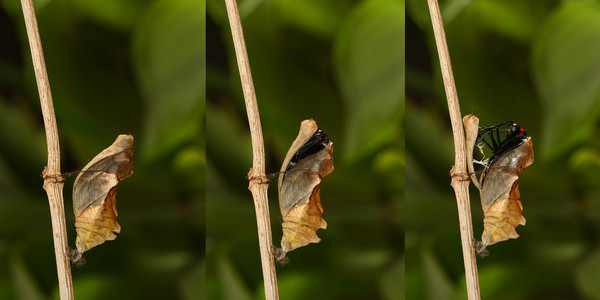 新兴和的热带金凤蝶蝶型图片
