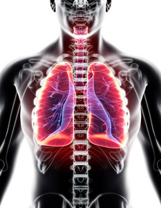 肺，医疗概念三维图