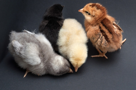 四个多彩色的小鸡照片