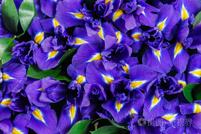 鸢尾花的纹理特写