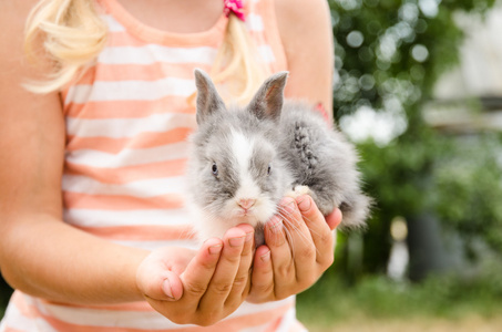 年轻的小兔子在手中图片