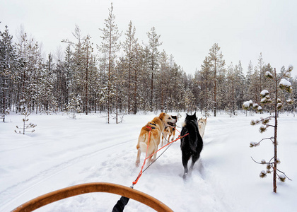 赫斯基狗雪橇在冰冻的冬季森林芬兰北部拉普兰