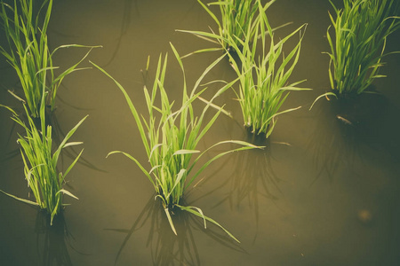 水稻发芽在稻田中.水稻幼苗绿色背景照片
