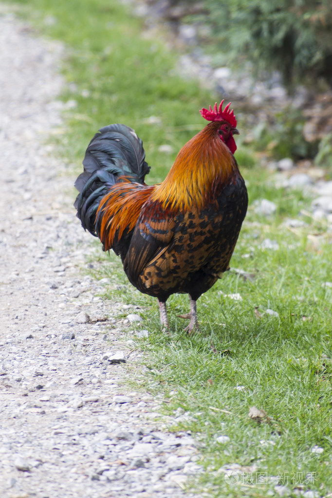农场里的公鸡