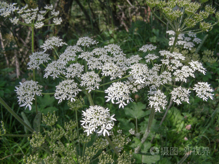 白川芎scoticum 花照片 正版商用图片0dtobr 摄图新视界