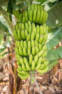 香蕉树农场图片