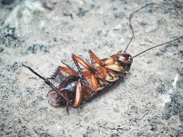棕色的蟑螂的特写