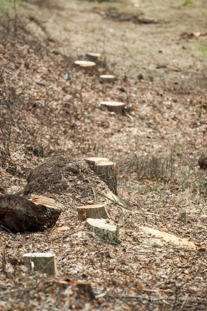 砍伐森林里的树木