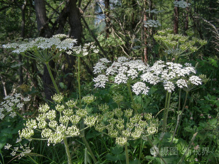 白川芎scoticum花