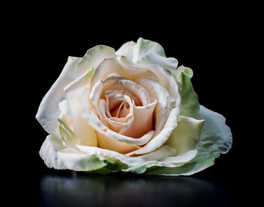 孤立在黑色背景上的白玫瑰