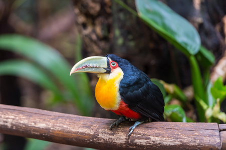 巴西伊瓜苏国家公园，巨嘴鸟