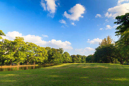 蓝蓝的天空树图片