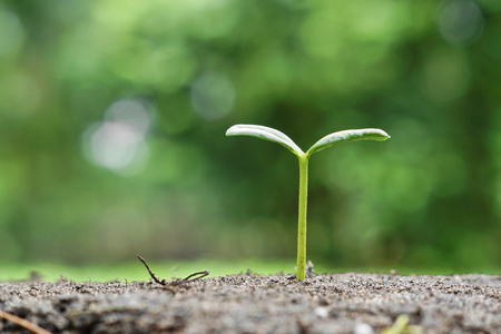 生长在肥沃的土壤上的植物幼苗照片