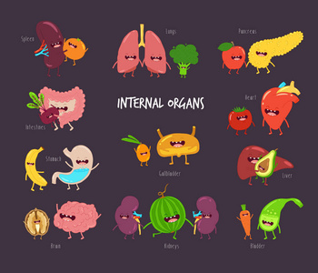健康的内部器官的卡通形象