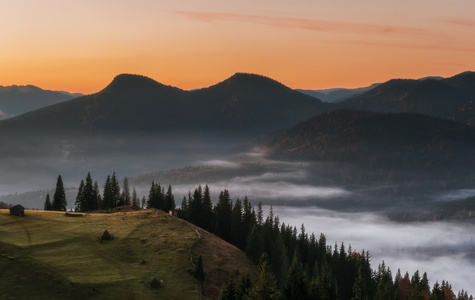 喀尔巴阡山脉。日出时的山地，奶牛放牧对草场雾
