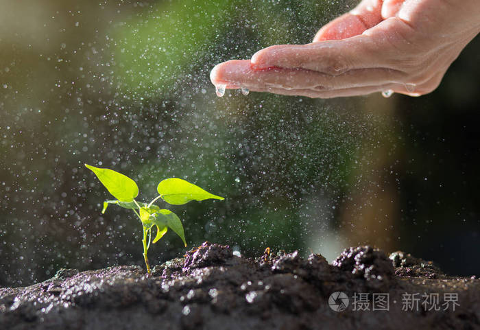 农业, 种植植物, 植物幼苗, 手工培育和灌溉生长在肥沃的土壤与自然