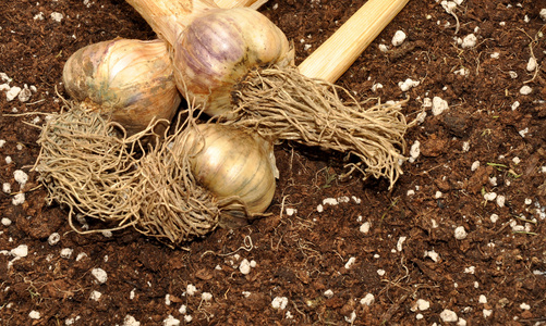 大蒜鳞茎和土壤照片